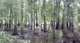 obrázek - SC 9 Boat Landing
