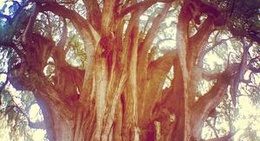 obrázek - Árbol del Tule