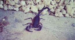 obrázek - Venture Out