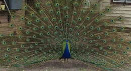 obrázek - Peacock Haven
