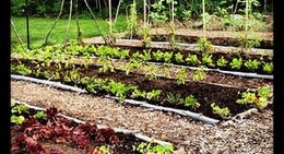 obrázek - Mountain Top Arboretum