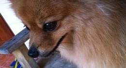 obrázek - การ์ฟิลด์ รีสอร์ท @ ปราณบุรี