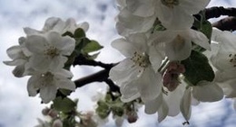 obrázek - Обеліск