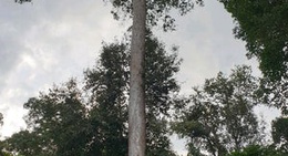 obrázek - Sri Dit Waterfall (นำ้ตกศรีดิษฐ์ เขาค้อ เพชรบูรณ์)