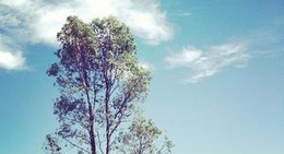 obrázek - Swan Hill Holiday Park