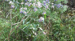 obrázek - Black Creek Provincial Park