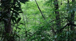 obrázek - Daniel Boone National Forest