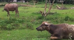 obrázek - วังตะไคร้ | Wang Takhai