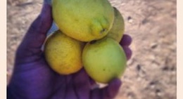 obrázek - Vale de Lobos