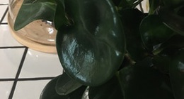 obrázek - I Feel Espresso Bar