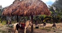 obrázek - Horse Country