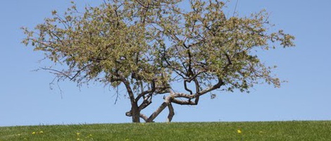 obrázek - Los Alamos