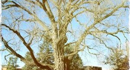 obrázek - Grinnell College