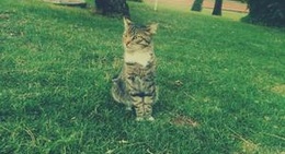 obrázek - Yunus Emre Parkı