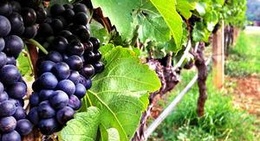 obrázek - GranMonte Vineyard and Winery (ไร่องุ่นไวน์กราน-มอนเต้)