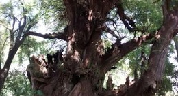 obrázek - Parque Ecólogico Los Sabinos