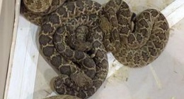obrázek - Sweetwater's Rattle Snake Round Up