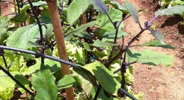 obrázek - にこにこ野菜