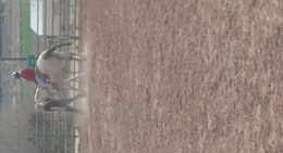 obrázek - Victorias house riding lessons