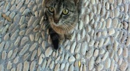 obrázek - Cavo Barbaro, Avlaki Beach