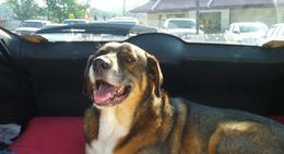 obrázek - McDonalds