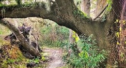 obrázek - San Felasco Hammock Preserve State Park