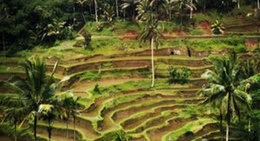 obrázek - Tegallalang Rice Terraces