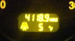 obrázek - Tall Green Pine Trees