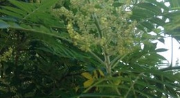 obrázek - Farms Trail @Bayview