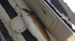 obrázek - Croppie Wall