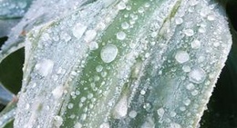 obrázek - Perennialle Plants Nursery