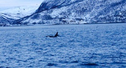 obrázek - Tromsø Havn