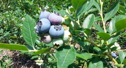 obrázek - Abshier Blueberry Farm