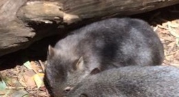 obrázek - Trowunna Wildlife Park