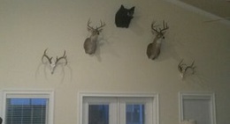 obrázek - Cypress Cove