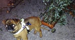 obrázek - Karasjok Camping AS