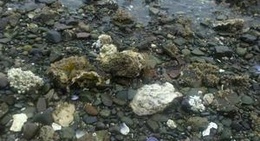 obrázek - Sund Rock Marine Preserve