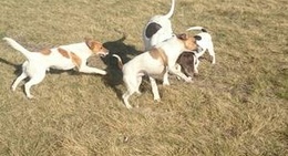 obrázek - Ranfurly dog park