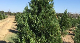 obrázek - Pipe Creek Christmas Tree Farm