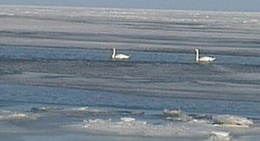 obrázek - Kesterciems