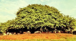 obrázek - Avenida Getúlio Vargas