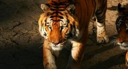 obrázek - Wuhan Zoo (武汉动物园)