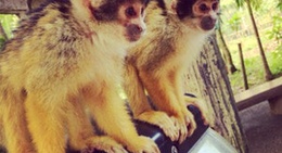 obrázek - 石垣やいま村