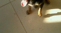 obrázek - Casinha Da Mel