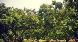 obrázek - B.N. Plantation