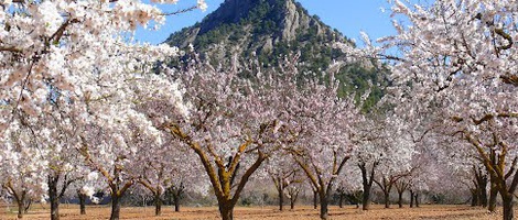 obrázek - Horta de San Joan