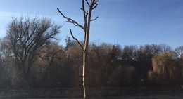 obrázek - Pestisoru'