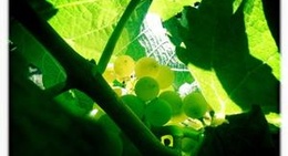 obrázek - Kelseyville, CA