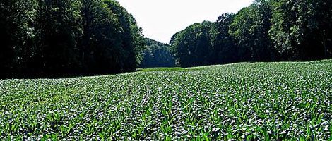 obrázek - Besigheim