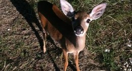 obrázek - Key Deer Habitat